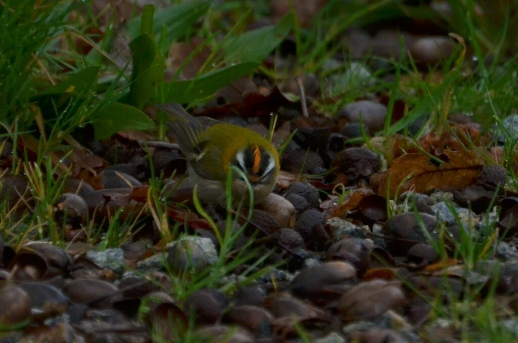 Roitelet triple-bandeau
