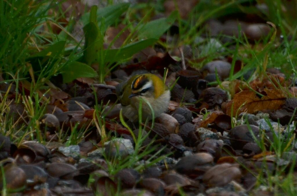 Roitelet triple-bandeau