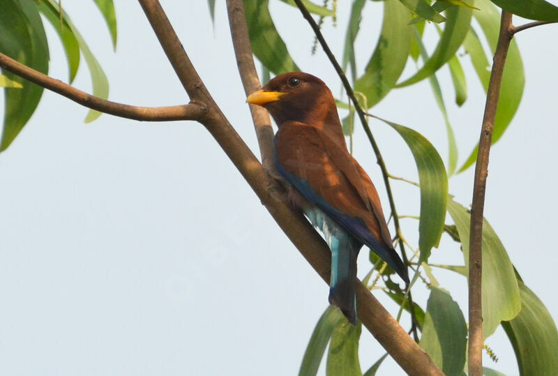 Broad-billed Rolleradult