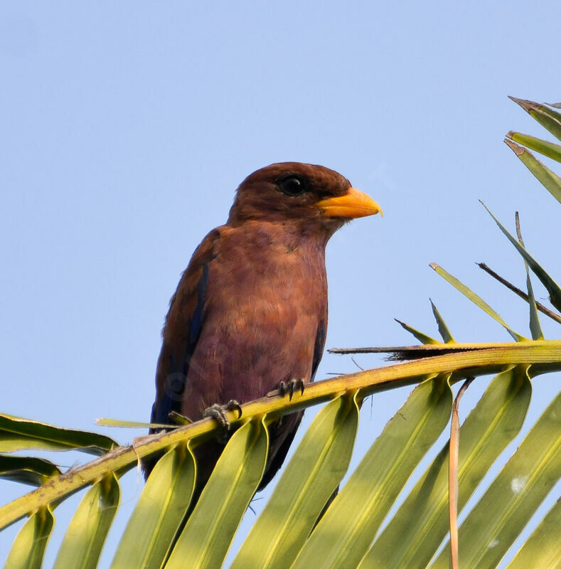 Rolle violetadulte, identification