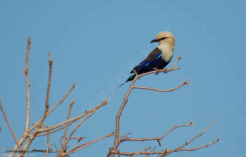 Rollier à ventre bleuadulte, pêche/chasse