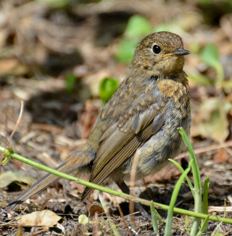 European Robin