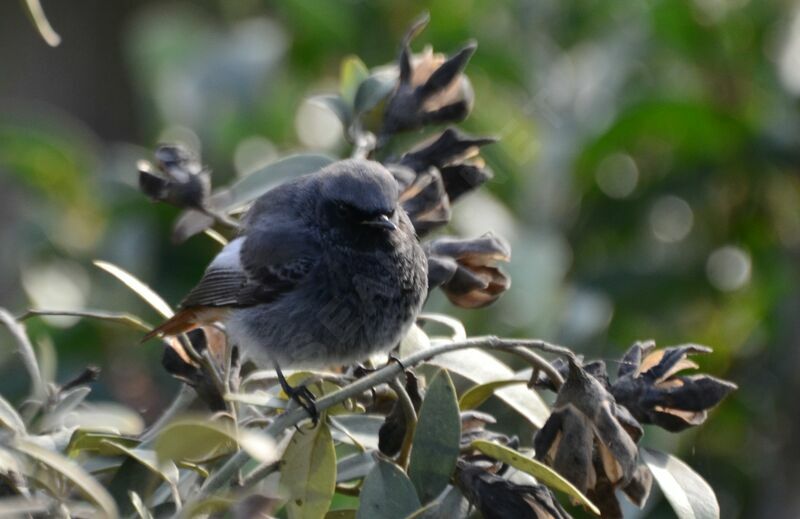 Black Redstart male adult