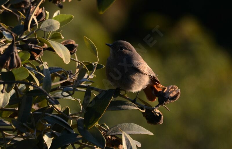 Black Redstart female adult