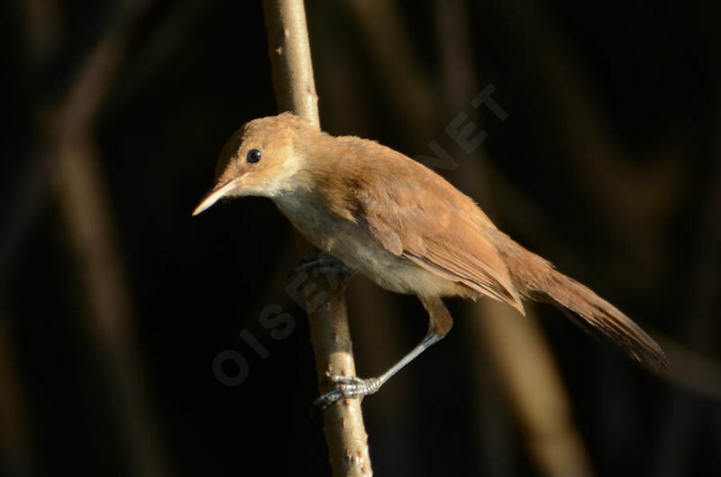 Rousserolle des cannes, identification