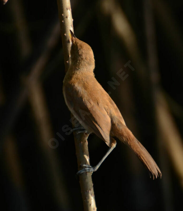 Greater Swamp Warbler