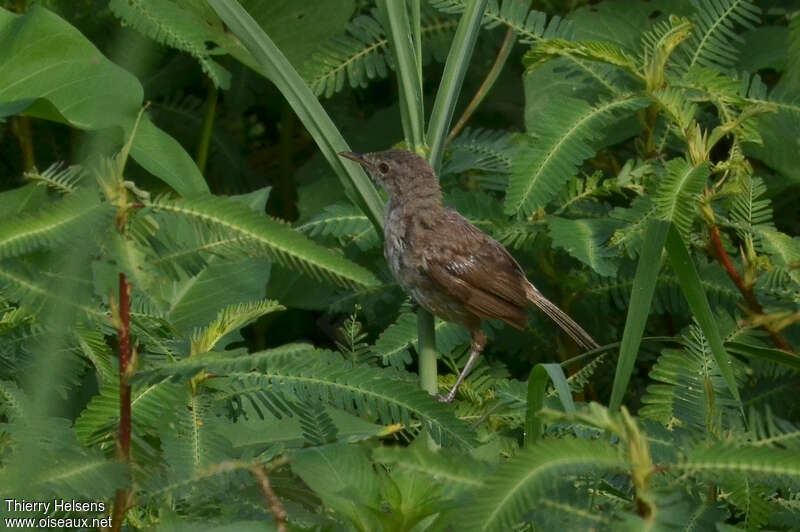 Greater Swamp Warbleradult, habitat, moulting