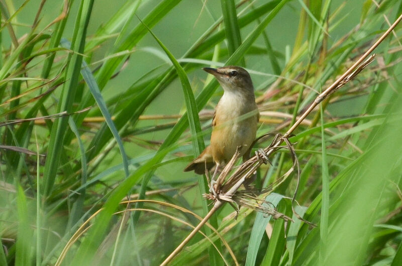 Great Reed Warbleradult