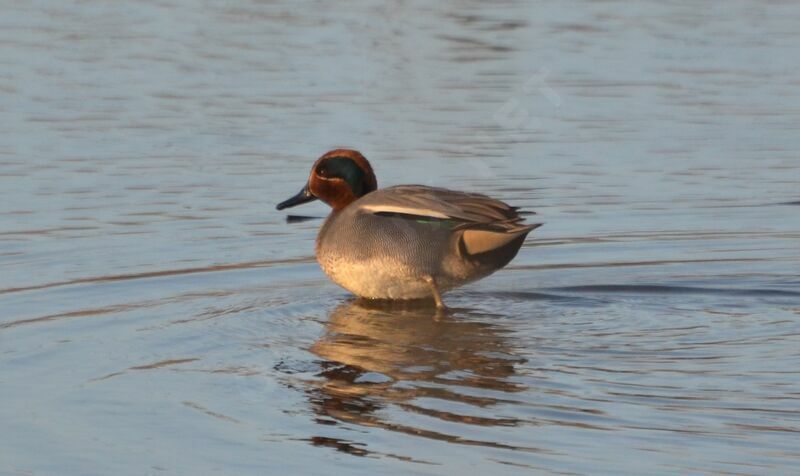 Eurasian Teal male adult