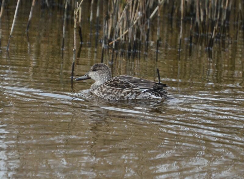 Eurasian Teal female adult