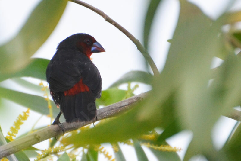 Sénégali sanguin femelle, identification