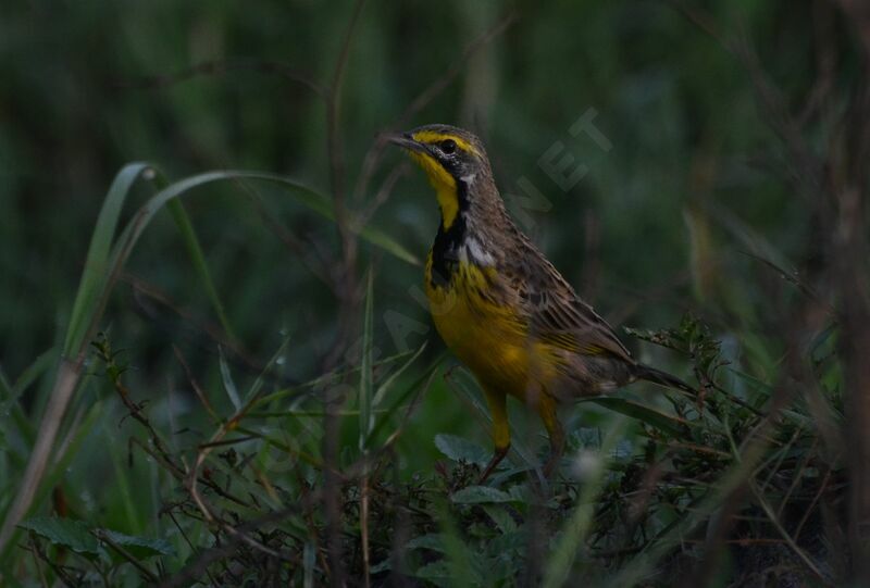 Yellow-throated Longclawadult, identification