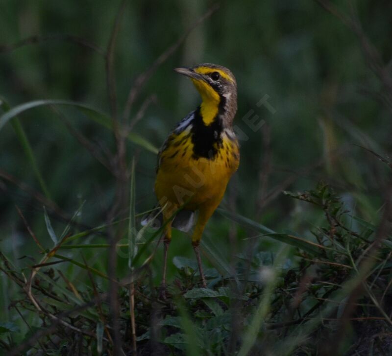 Yellow-throated Longclawadult, identification