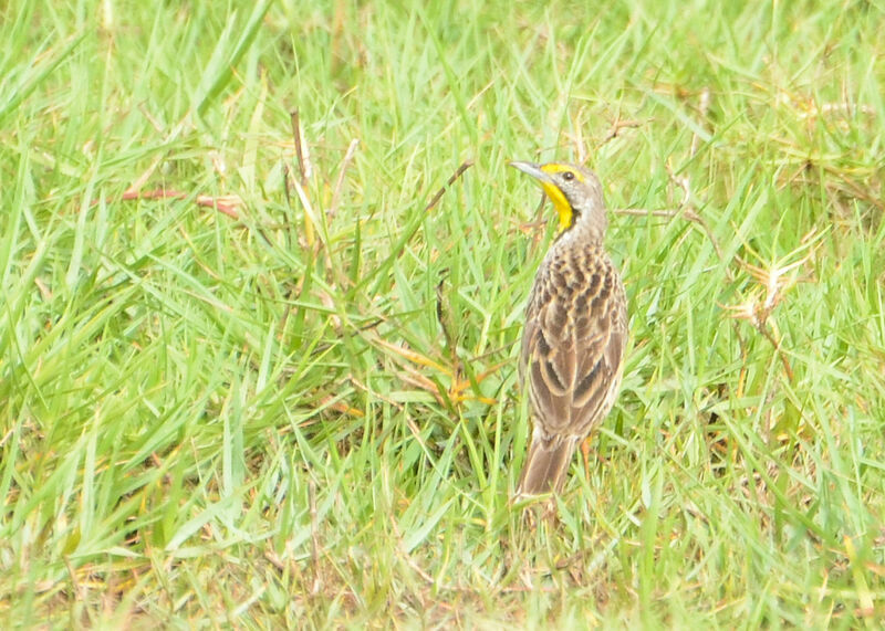 Yellow-throated Longclawadult, identification