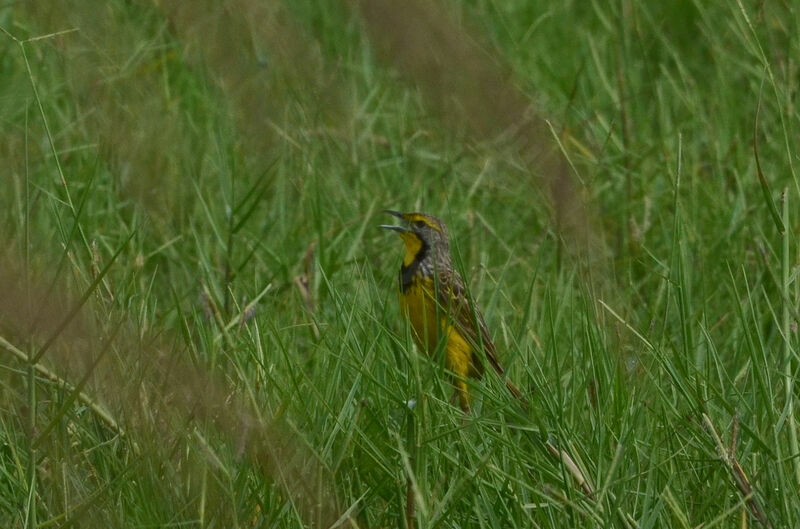 Yellow-throated Longclawadult