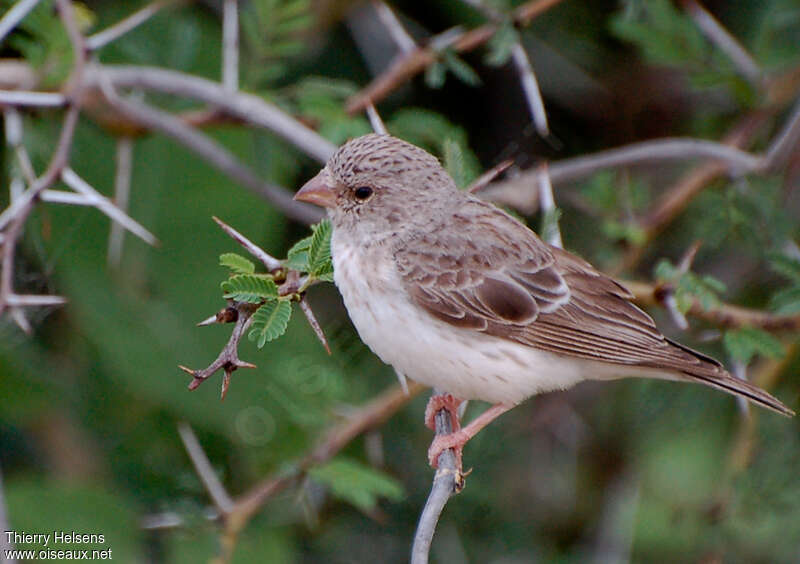 Serin à croupion blancadulte, identification