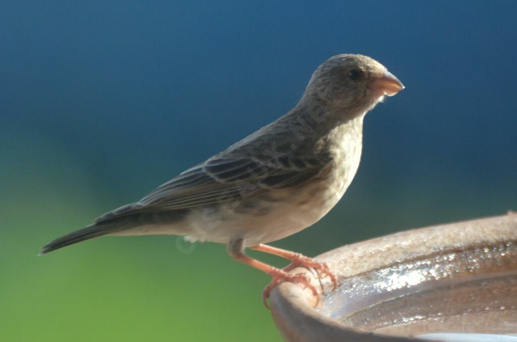 Serin à croupion blancadulte, identification