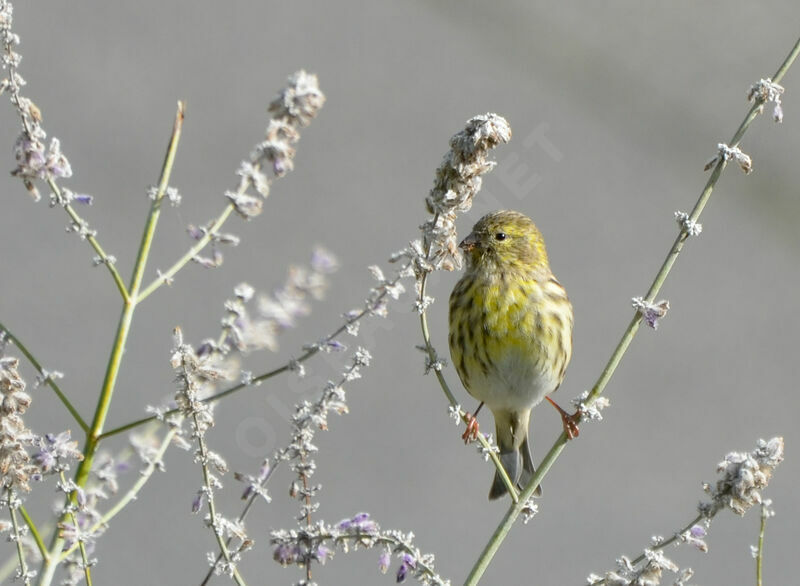 European Serinadult, identification