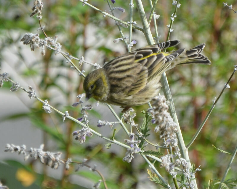 European Serinadult