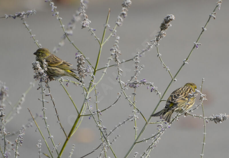 Serin cini 