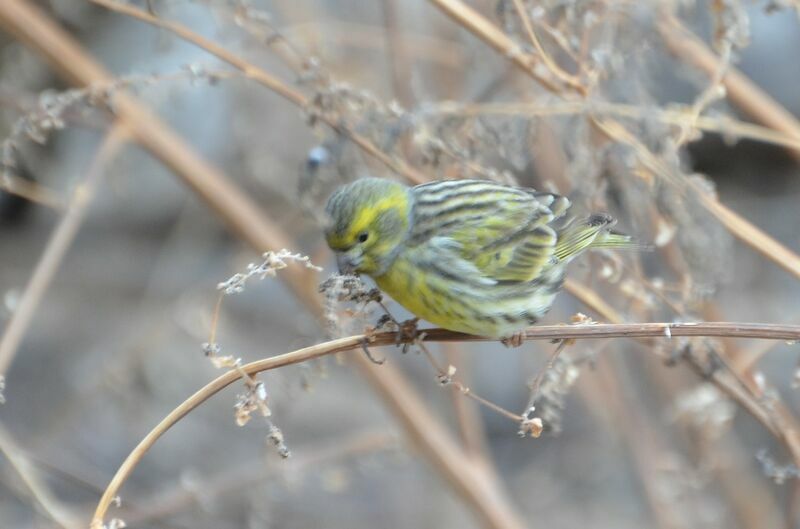 European Serin