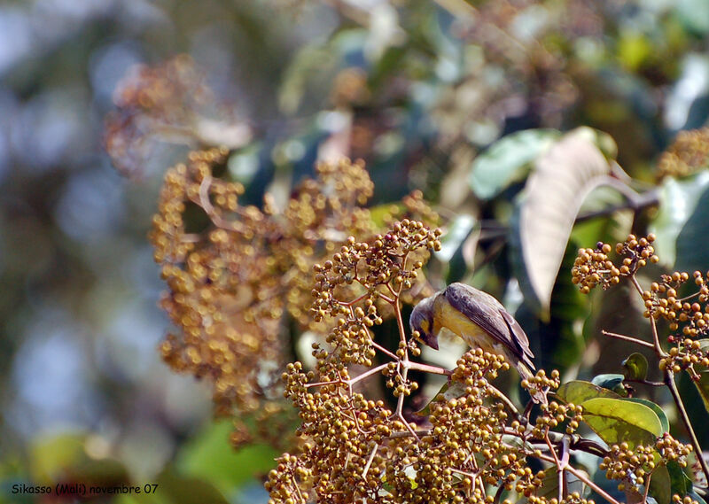 Serin du Mozambique