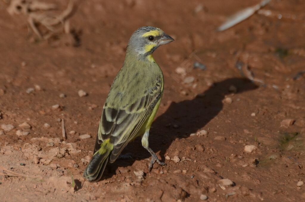 Yellow-fronted Canaryadult, identification