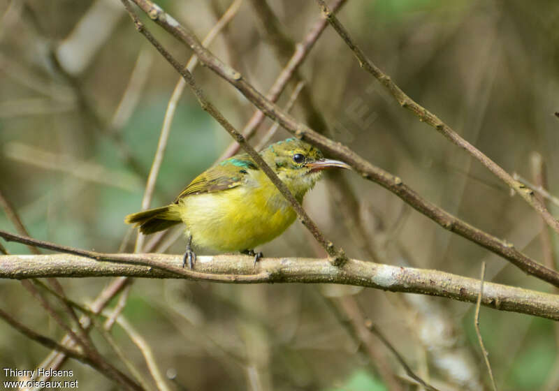 Collared Sunbirdimmature, identification