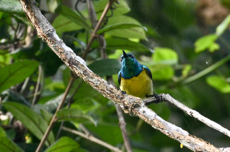 Souimanga à collieradulte, identification