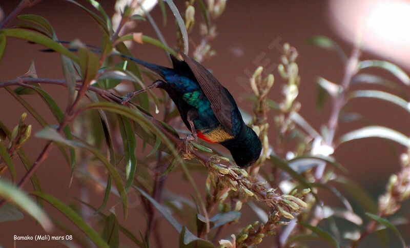 Beautiful Sunbird male adult