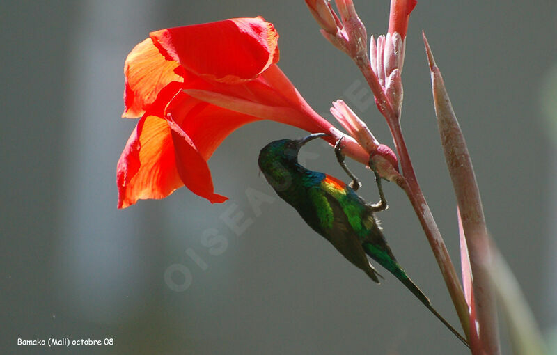 Beautiful Sunbird male adult