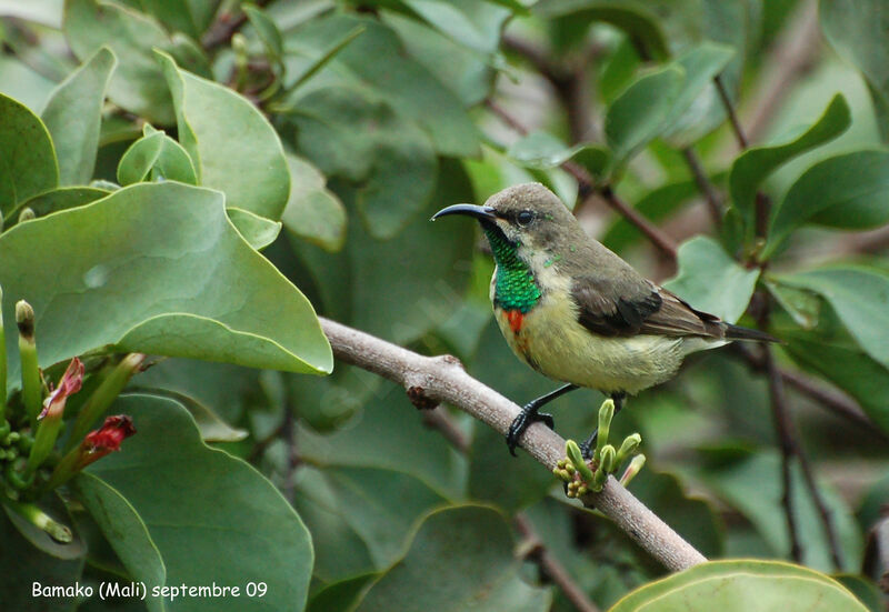 Beautiful Sunbird male adult post breeding, identification