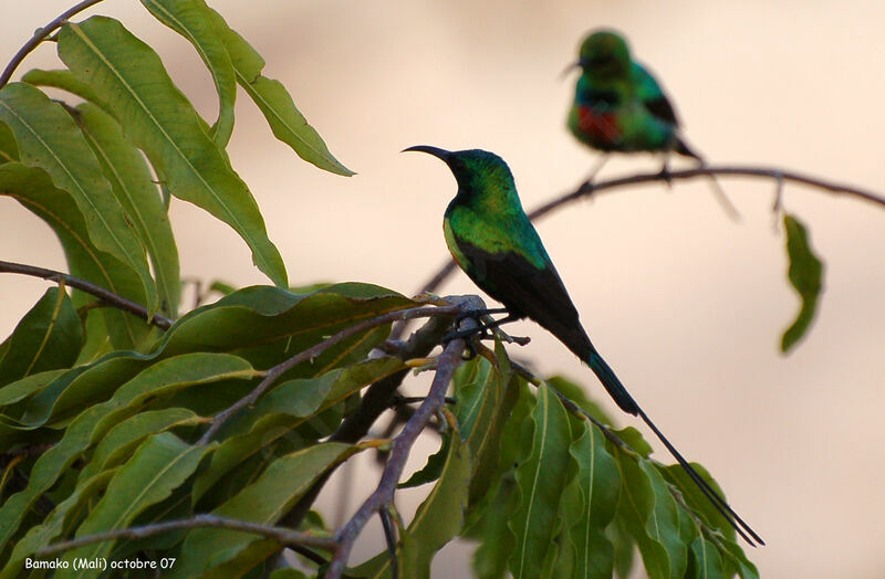 Beautiful Sunbird