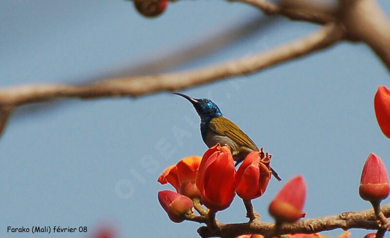 Green-headed Sunbird male