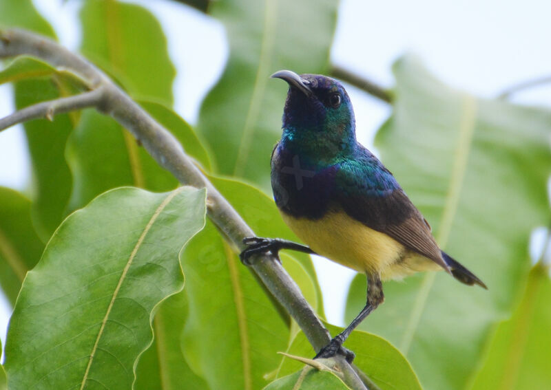 Variable Sunbird male adult, identification