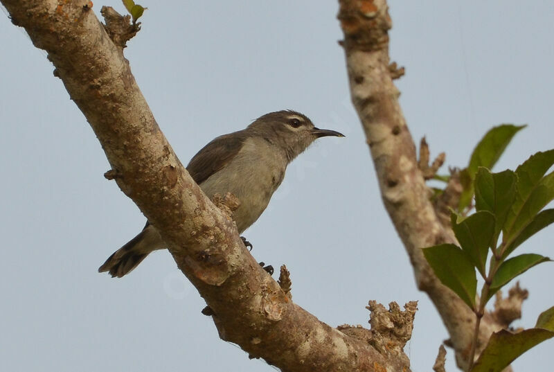 Mangrove Sunbirdadult, identification