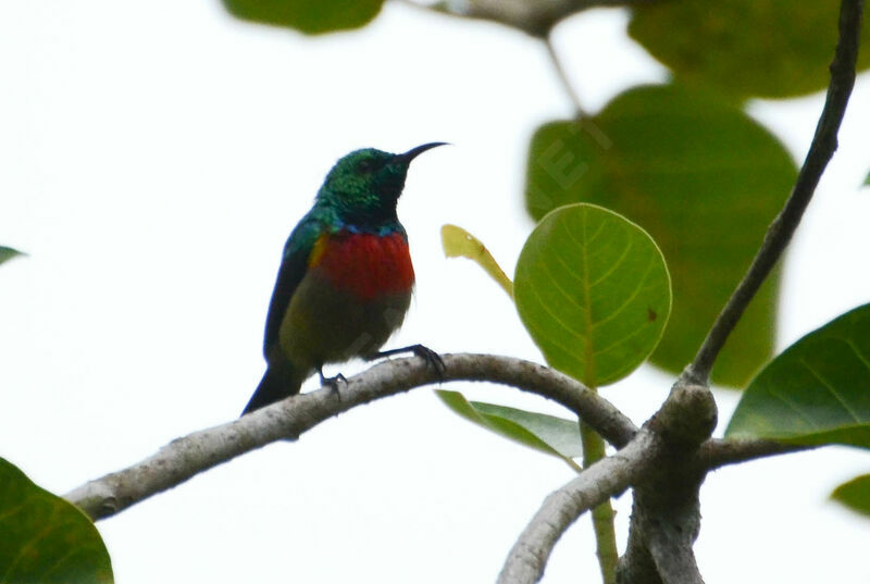 Tiny Sunbird male adult