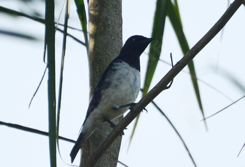 Violet-backed Starling male adult