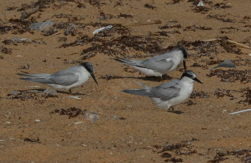 Damara Tern