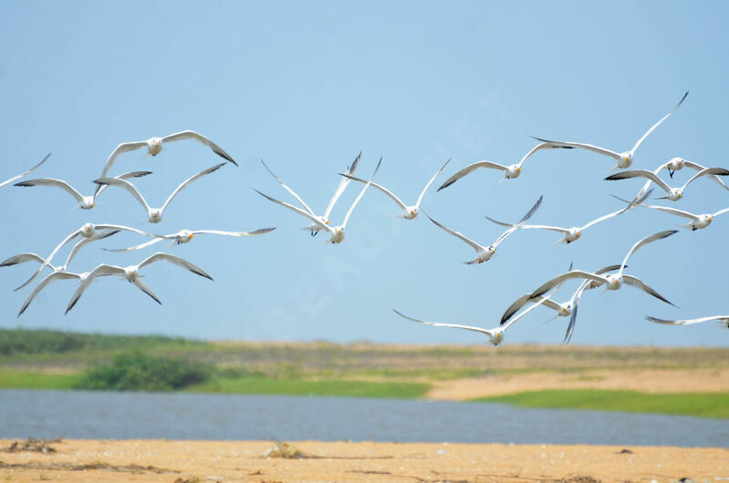 Royal Tern, Flight