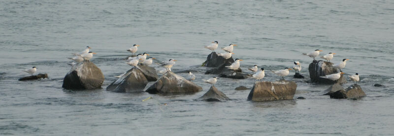 Royal Tern