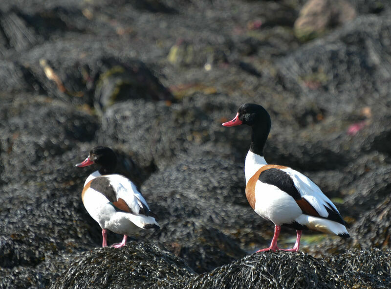 Common Shelduck adult, Reproduction-nesting