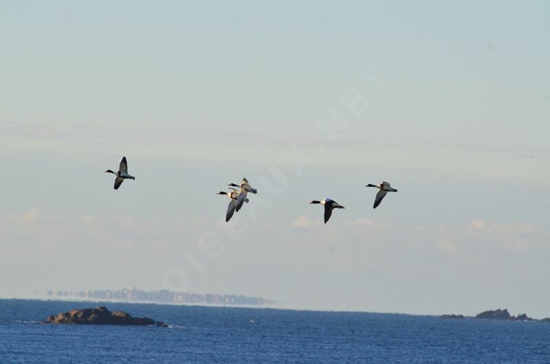 Common Shelduck, Flight