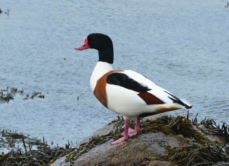 Common Shelduck male adult, identification