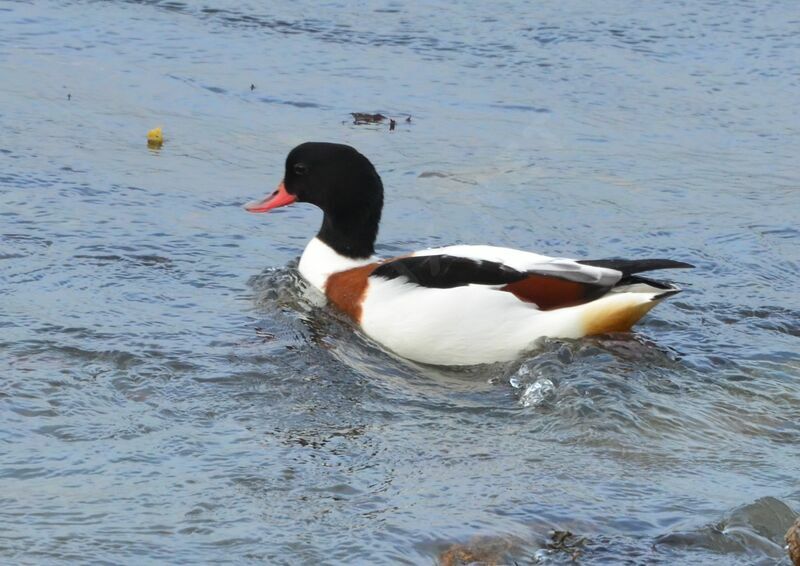 Tadorne de Belon femelle adulte, identification