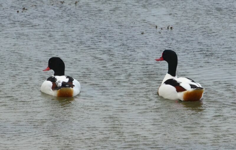 Common Shelduckadult