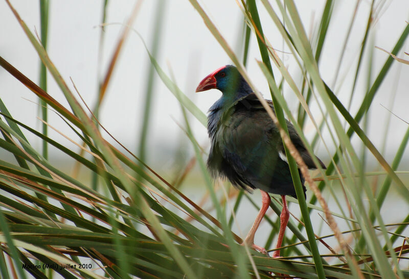 Talève d'Afriqueadulte, identification