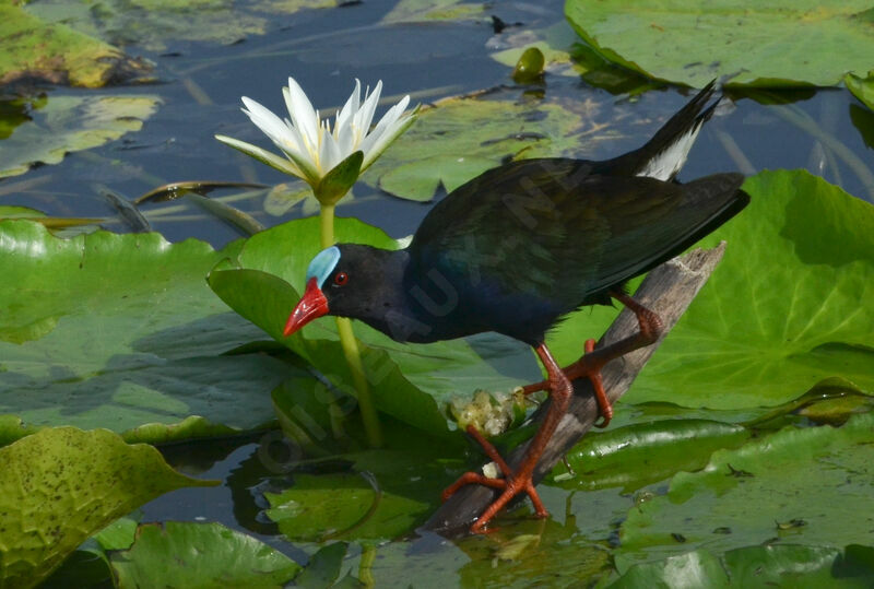 Talève d'Allenadulte nuptial, identification