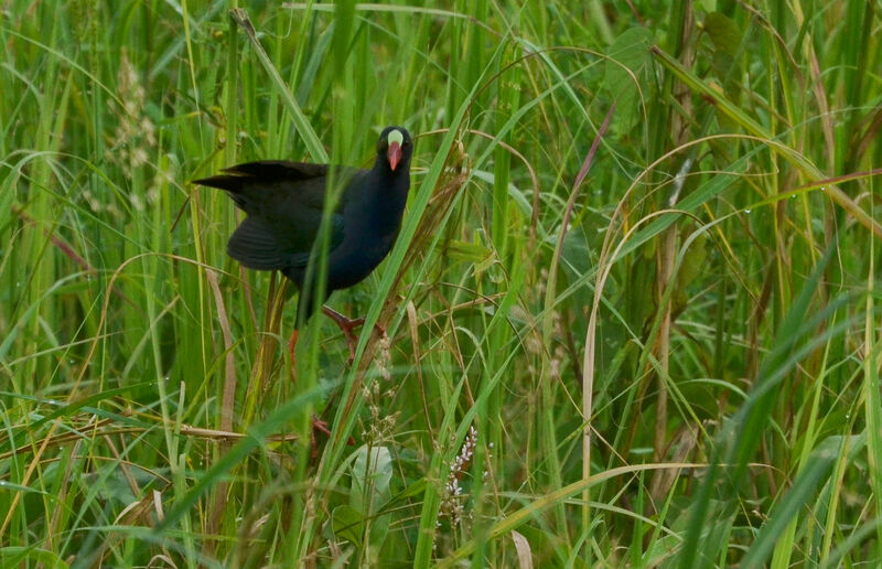 Allen's Gallinuleadult, identification