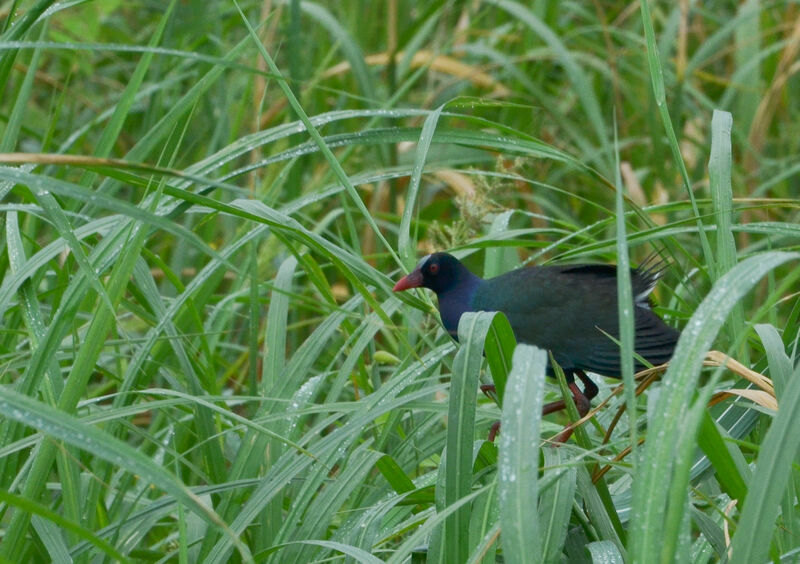 Allen's Gallinuleadult, identification